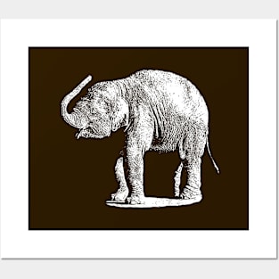 Baby elephant Posters and Art